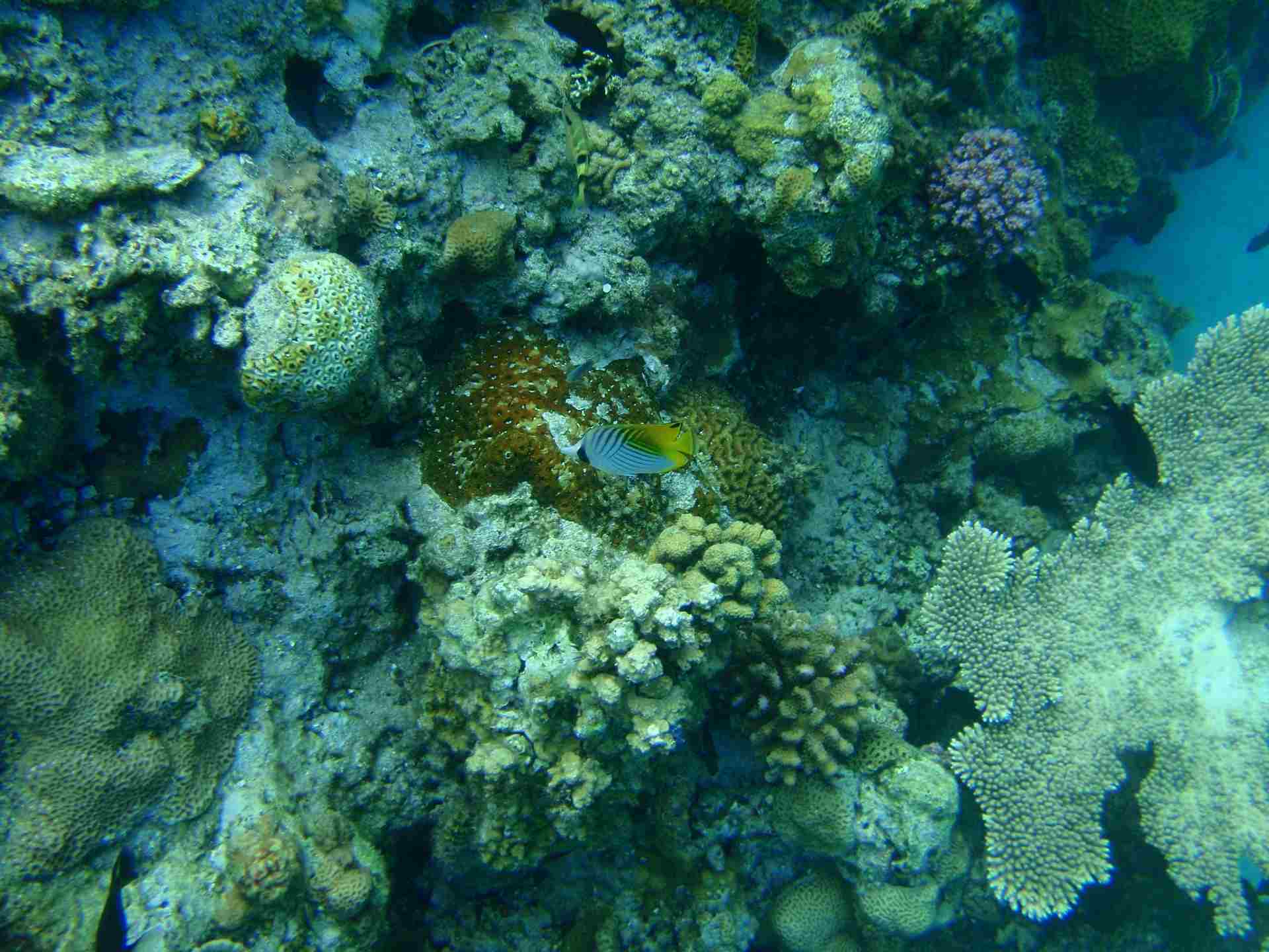 récif corallien en danger
